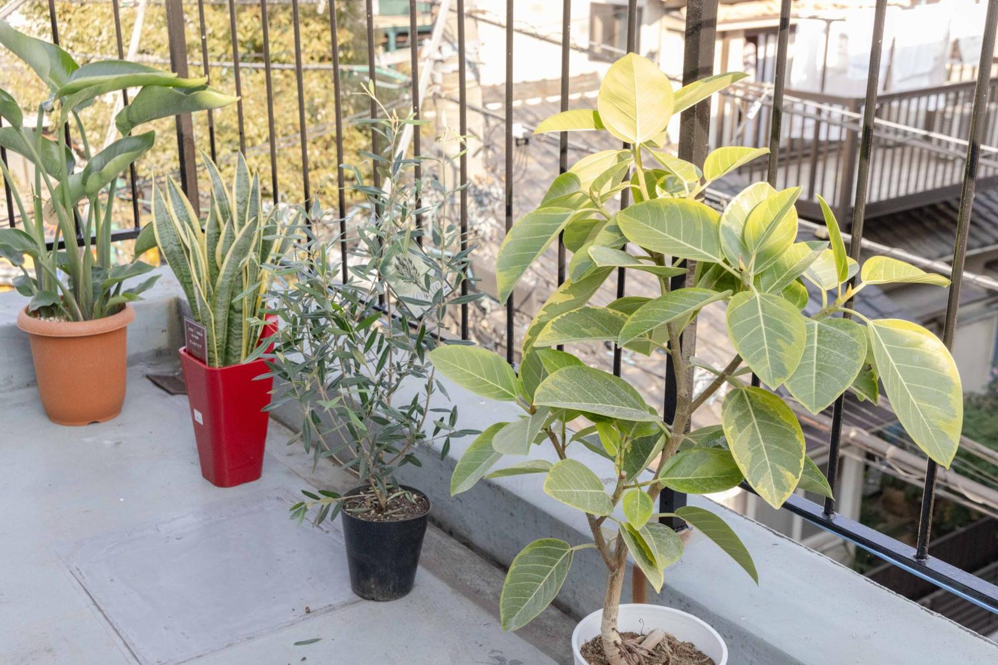 Apartamento Buran House